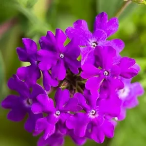 Set of 2 Live Purple Verbena Plants, Hardy Flowers, 4-8 Inches Tall, Outdoor - Image 5