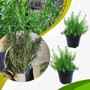 Set of 2 Live Rosemary Plants, Herb in 4 Inch Pots for Indoor & Outdoor - Image 1