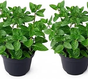 Set of 2 Peppermint Live Plants 4-6 Inches – Perennial Mint Herb for Indoor/Outdoor - Image 2