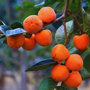 Set of 2 Persimmon Tree Bare Root Plants, 12-20 Inches Tall, Cold Hardy Fruit - Image 7