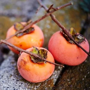 Set of 2 Persimmon Tree Seedlings, Bare Root, 6-12 Inches Tall, Outdoor - Image 6