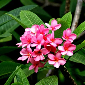 Set of 2 Pink Plumeria Live Plant Cuttings - 12 Inch Frangipani for Outdoor Growing - Image 3