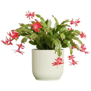 Set of 2 Red Christmas Cactus Live Plants – 4 Inch Pot, 3-5 Inch Tall Holiday Cactus - Image 1