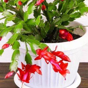 Set of 2 Red Christmas Cactus Live Plants – 4 Inch Pot, 3-5 Inch Tall Holiday Cactus - Image 10