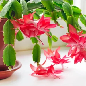 Set of 2 Red Christmas Cactus Live Plants – 4 Inch Pot, 3-5 Inch Tall Holiday Cactus - Image 3
