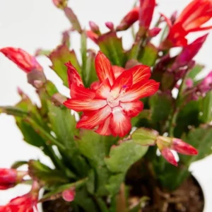 Set of 2 Red Christmas Cactus Live Plants – 4 Inch Pot, 3-5 Inch Tall Holiday Cactus - Image 4