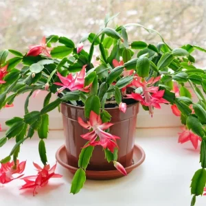 Set of 2 Red Christmas Cactus Live Plants – 4 Inch Pot, 3-5 Inch Tall Holiday Cactus - Image 5