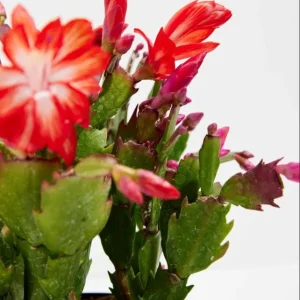Set of 2 Red Christmas Cactus Live Plants – 4 Inch Pot, 3-5 Inch Tall Holiday Cactus - Image 6