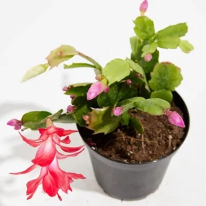 Set of 2 Red Christmas Cactus Live Plants – 4 Inch Pot, 3-5 Inch Tall Holiday Cactus - Image 8