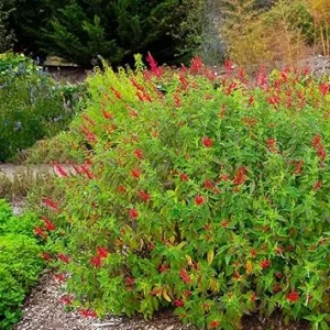 Set of 2 Salvia Plants Live Perennials – Pineapple Sage – Long Bloomer - Image 6
