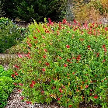 Set of 2 Salvia Plants Live Perennials – Pineapple Sage – Long Bloomer - Image 6