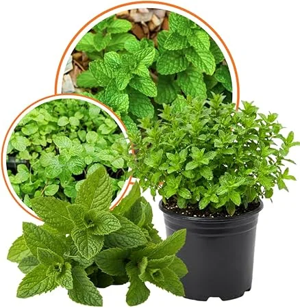Set of 2 Strawberry Mint Live Plants 4-6 Inches - Perennial Fragrant Herbs for Indoor/Outdoor - Image 1