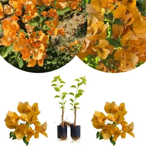 Set of 2 Variegated Purple Bougainvillea Live Plants, 5-8 Inches Tall, Indoor/Outdoor - Image 3