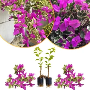 Set of 2 Variegated Purple Bougainvillea Live Plants, 5-8 Inches Tall, Indoor/Outdoor - Image 7