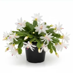 Set of 2 White Christmas Cactus Live Plants for Indoors - 4 Inch Pot Starter Size - Image 10