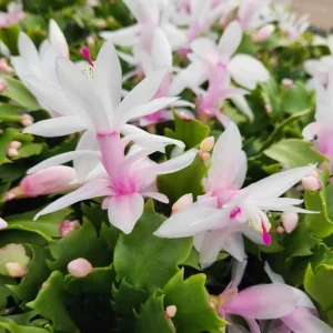 Set of 2 White Christmas Cactus Live Plants for Indoors - 4 Inch Pot Starter Size - Image 2