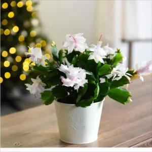 Set of 2 White Christmas Cactus Live Plants for Indoors - 4 Inch Pot Starter Size - Image 5