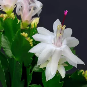 Set of 2 White Christmas Cactus Live Plants for Indoors - 4 Inch Pot Starter Size - Image 7