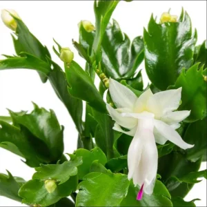Set of 2 White Christmas Cactus Live Plants for Indoors - 4 Inch Pot Starter Size - Image 9