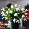 Set of 2 White Christmas Cactus Live Plants for Indoors - 4 Inch Pot Starter Size - Image 1