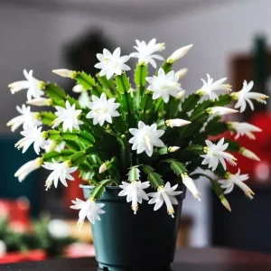 Set of 2 White Christmas Cactus Live Plants for Indoors - 4 Inch Pot Starter Size - Image 1