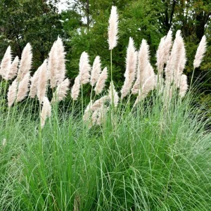Set of 2 White Pampas Grass Live Plants - Cortaderia Selloana Starter, 5-9 Inch Tall, Ornamental Hardy Grass - Image 4