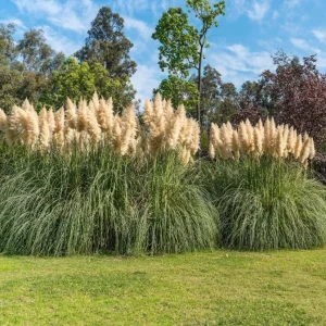 Set of 2 White Pampas Grass Live Plants - Cortaderia Selloana Starter, 5-9 Inch Tall, Ornamental Hardy Grass - Image 7