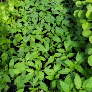 Set of 3 Beefsteak Tomato Live Plants - 4