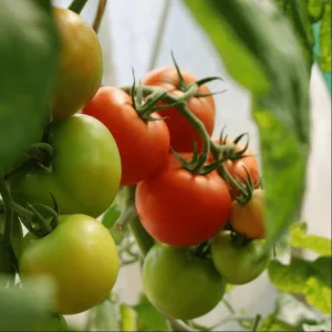 Set of 3 Beefsteak Tomato Live Plants - 4