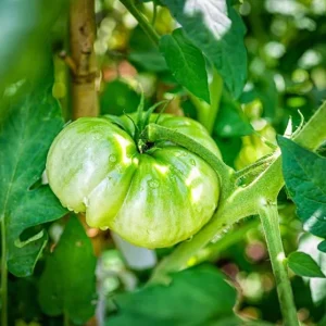 Set of 3 Beefsteak Tomato Live Plants - 4