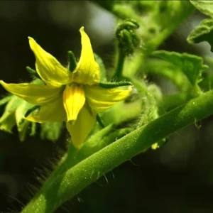 Set of 3 Beefsteak Tomato Live Plants - 4