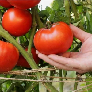 Set of 3 Beefsteak Tomato Live Plants - 4