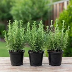 Set of 3 Blue Rosemary Live Plants 4-8 Inches Tall - Fragrant Culinary Herb - Image 2
