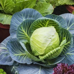 Set of 3 Cabbage Live Plants for Gardening, 5 Inch Tall, 4 Inch Pot - Image 2