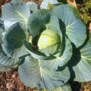 Set of 3 Cabbage Live Plants for Gardening, 5 Inch Tall, 4 Inch Pot - Image 3