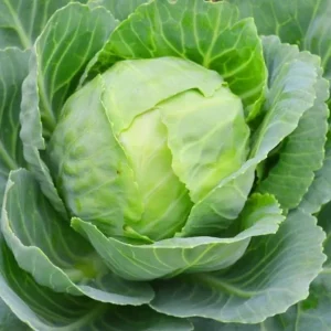 Set of 3 Cabbage Live Plants for Gardening, 5 Inch Tall, 4 Inch Pot - Image 6