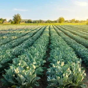 Set of 3 Cauliflower Live Starter Plants for Vegetable Garden, 4-6 Inch Tall - Image 10