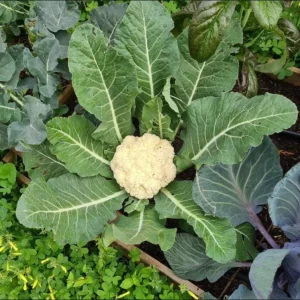 Set of 3 Cauliflower Live Starter Plants for Vegetable Garden, 4-6 Inch Tall - Image 5