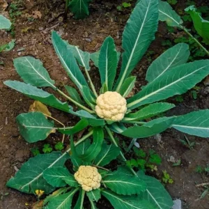 Set of 3 Cauliflower Live Starter Plants for Vegetable Garden, 4-6 Inch Tall - Image 6