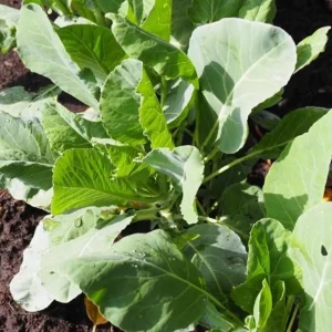 Set of 3 Cauliflower Live Starter Plants for Vegetable Garden, 4-6 Inch Tall - Image 9