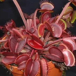 Set of 3 Dragon Venus Fly Trap Live Plants - Starter Carnivorous Plant - Image 4