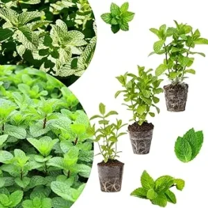 Set of 3 Mixed Mint Live Plants - Peppermint, Spearmint, Mojito Mint Herbs, 4-6 Inches Tall - Image 2
