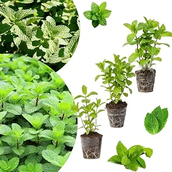 Set of 3 Mixed Mint Live Plants - Peppermint, Spearmint, Mojito Mint Herbs, 4-6 Inches Tall - Image 2