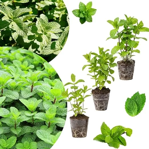 Set of 3 Mixed Mint Live Plants - Peppermint, Spearmint, Mojito Mint Herbs, 4-6 Inches Tall - Image 6