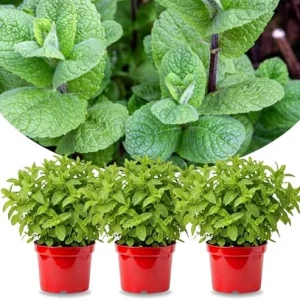 Set of 3 Mojito Mint Live Plants for Spring Planting, Fragrant Culinary Herb, Hardy - Image 7