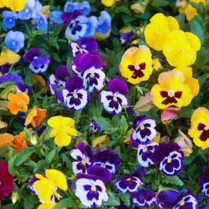 Set of 3 Pansy Live Plants, Assorted Mix-Color Blooms, 3-5 Inch Tall in Nursery Pot, Outdoor Flowering Plants - Image 2