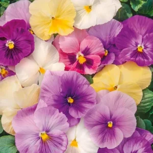 Set of 3 Pansy Live Plants, Assorted Mix-Color Blooms, 3-5 Inch Tall in Nursery Pot, Outdoor Flowering Plants - Image 3