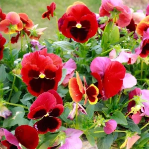 Set of 3 Pansy Live Plants, Assorted Mix-Color Blooms, 3-5 Inch Tall in Nursery Pot, Outdoor Flowering Plants - Image 5
