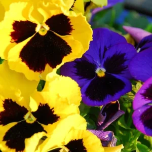 Set of 3 Pansy Live Plants, Assorted Mix-Color Blooms, 3-5 Inch Tall in Nursery Pot, Outdoor Flowering Plants - Image 6