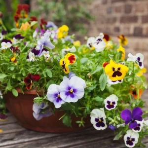 Set of 3 Pansy Live Plants, Assorted Mix-Color Blooms, 3-5 Inch Tall in Nursery Pot, Outdoor Flowering Plants - Image 9